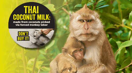 monkeys in nature next to a sticker about thai coconut milk