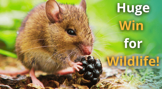 mouse holding berry with the words huge win for wildlife