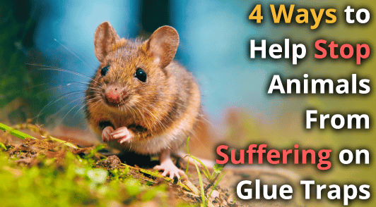 mouse in nature with the words 4 ways to help stop animals from suffering on glue traps