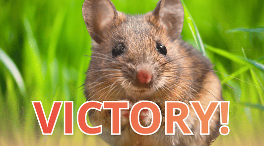 mouse in grass with the word victory