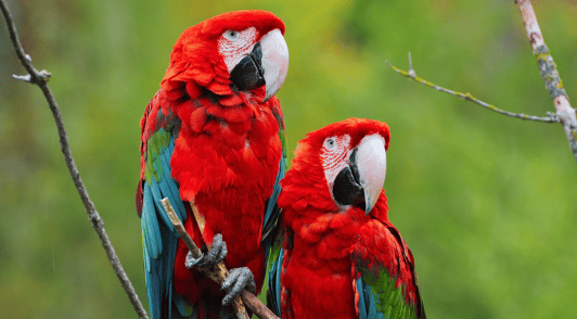 two red parrots in nature
