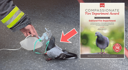 firefighter giving oxygen to a pigeon