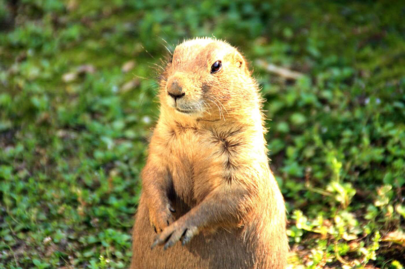 photo of groundhog