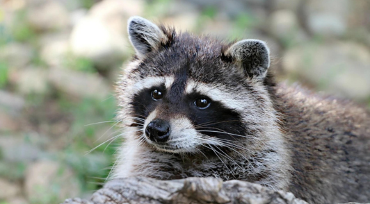 raccoon in nature