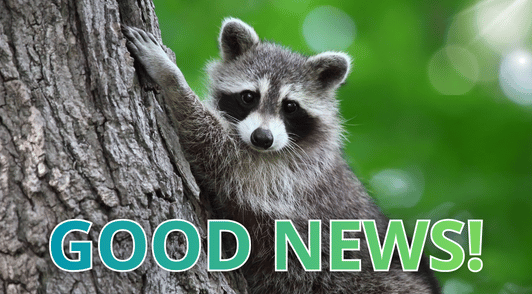 raccoon in a tree with the words good news