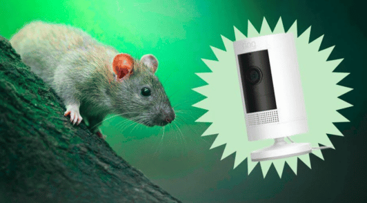 rat on tree next to camera