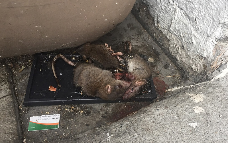 photo of mice on glue trap