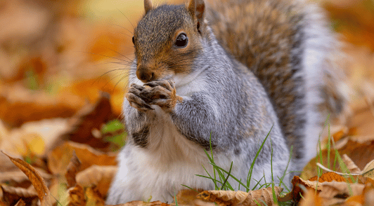 squirrel eating in pile of autumn leaves