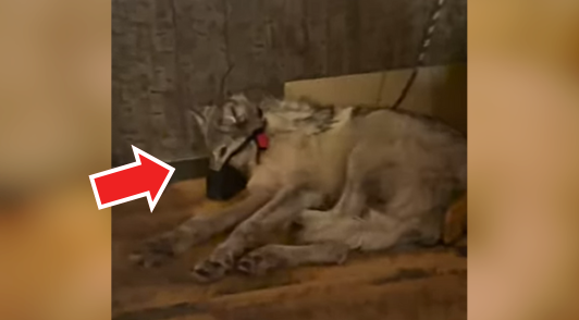 wolf with muzzle who was tormented