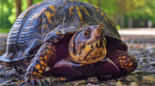 turtle on pavement