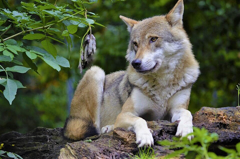 photo of wolf in forest