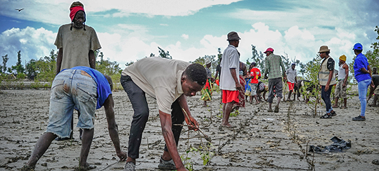 A group of men, women and children plant small plants on a muddy plain.
