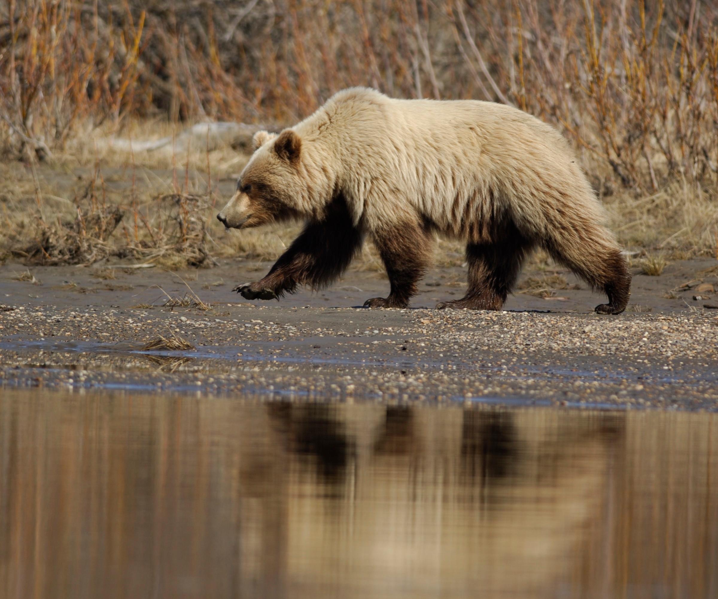 Grizzly bear along the Kobuk River shoreline, photo take by Seth Kantner