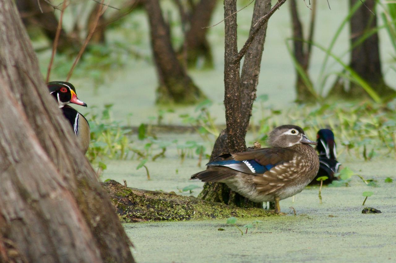 Ducks in swamp, photo by Stephen Kirkpatrick