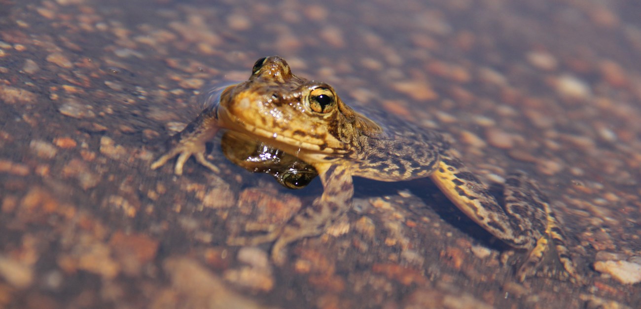 Sierra Nevada yellow-legged frog | National Park Service