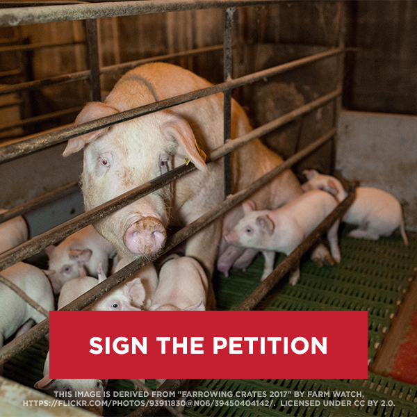Image of pig mother and children in a cage. SIGN THE PETITION.