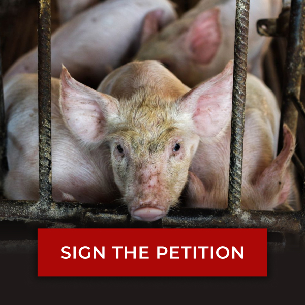 Image of dirty baby piglet looking at camera in animal agriculture cage along with other pigs.Text reads 'SIGN THE PETITION'.