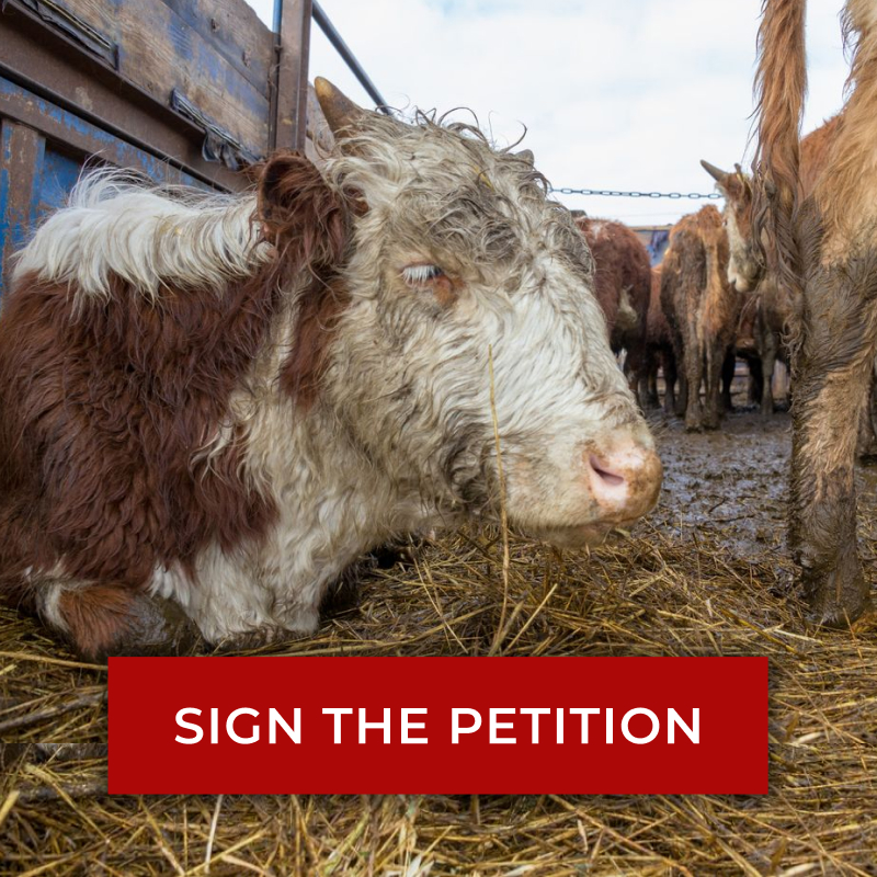 Image of dirty cow in a factory farm. Text reads 'SIGN THE PETITION'.