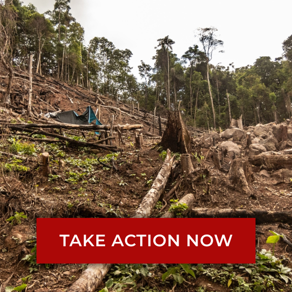 Photo of deforestation of a forest with fallen trees and stumps in a clearing. A button below reads: TAKE ACTION NOW.