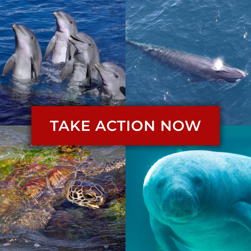 Graphic depicts four photos in each corner. Top left: four dolphins half way out of the water. Top right: ariel view of rice's whale breaching the surface of the water. Bottom left: a sea turtle resting on a rock half way out of the water. Bottom right: manatee floating underwater staring at the camera.