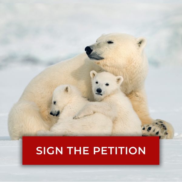 Image of polar bear family on ice. SIGN THE PETITION.