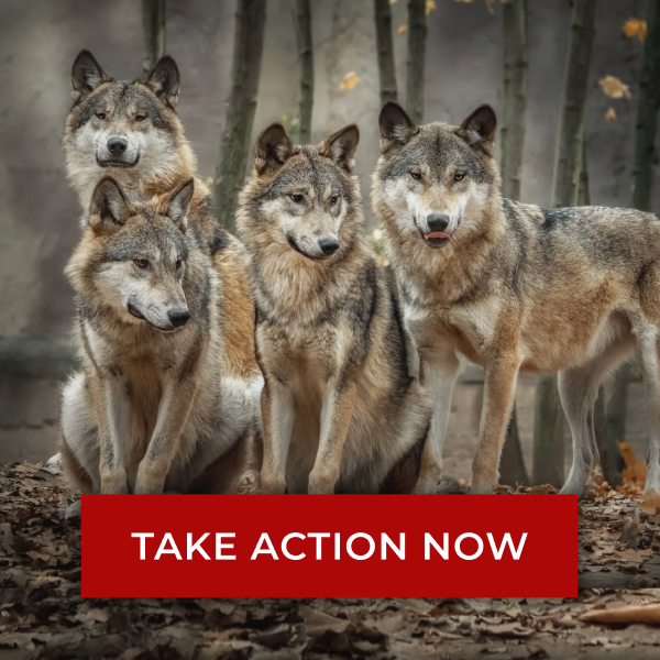 Image of pack of four wolves in a forest. Text reads: 'TAKE ACTION NOW'.