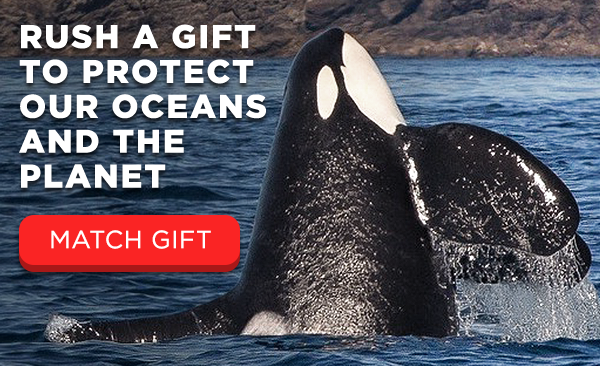 Rush a gift to protect our oceans and the planet. Make a gift.