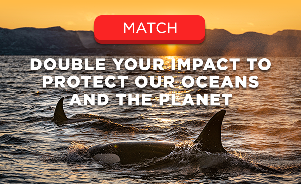 Match - Double your impact to protect our oceans and the planet