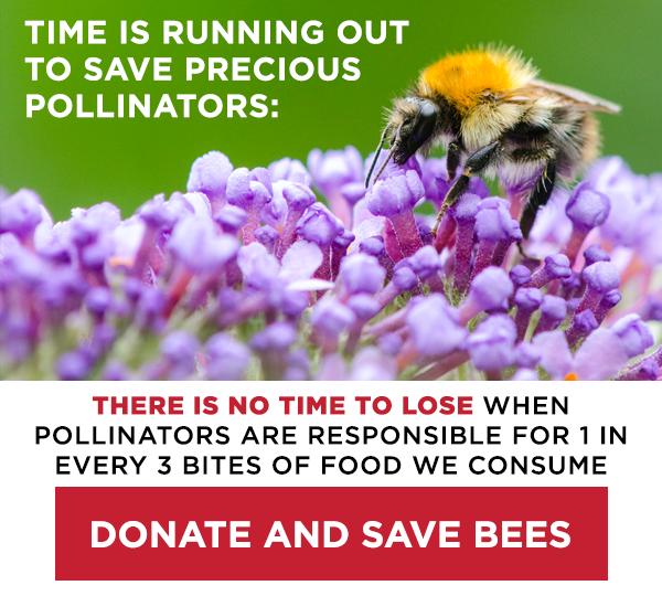 Time is running out to save precious pollinators: There is no time to lose when pollinators are responsible for 1 in every 3 bites of food we consume - donate to save bees