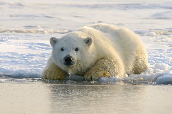 Photo of a polar bear with water dripping from her mouth as she drinks from icy water.