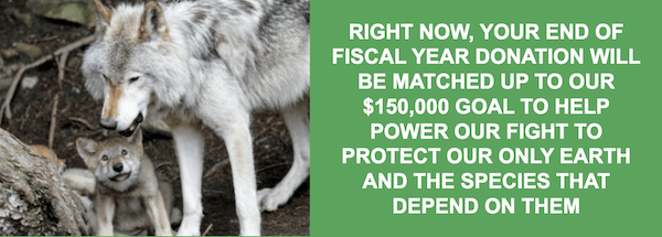 RIGHT NOW, YOUR END OF FISCAL YEAR DONATION WILL BE MATCHED UP TO OUR $150,000 GOAL TO HELP POWER OUR FIGHT TO PROTECT OUR ONLY EARTH AND THE SPECIES THAT DEPEND ON THEM