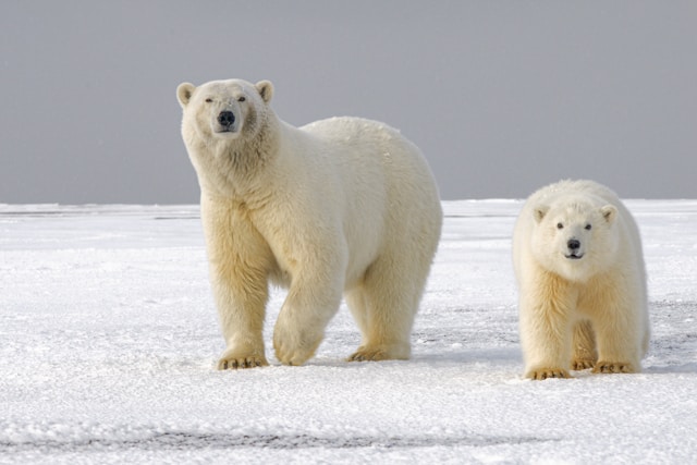 Photo of a mama polar bear with her cub in an icy landscape.