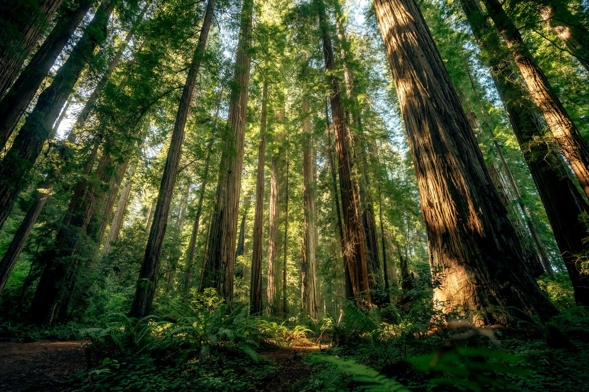 Upwards facing image of lush forested area.