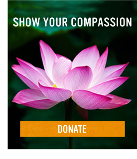 Show Your Compassion