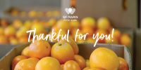 Picture of oranges/Thankful for you!
