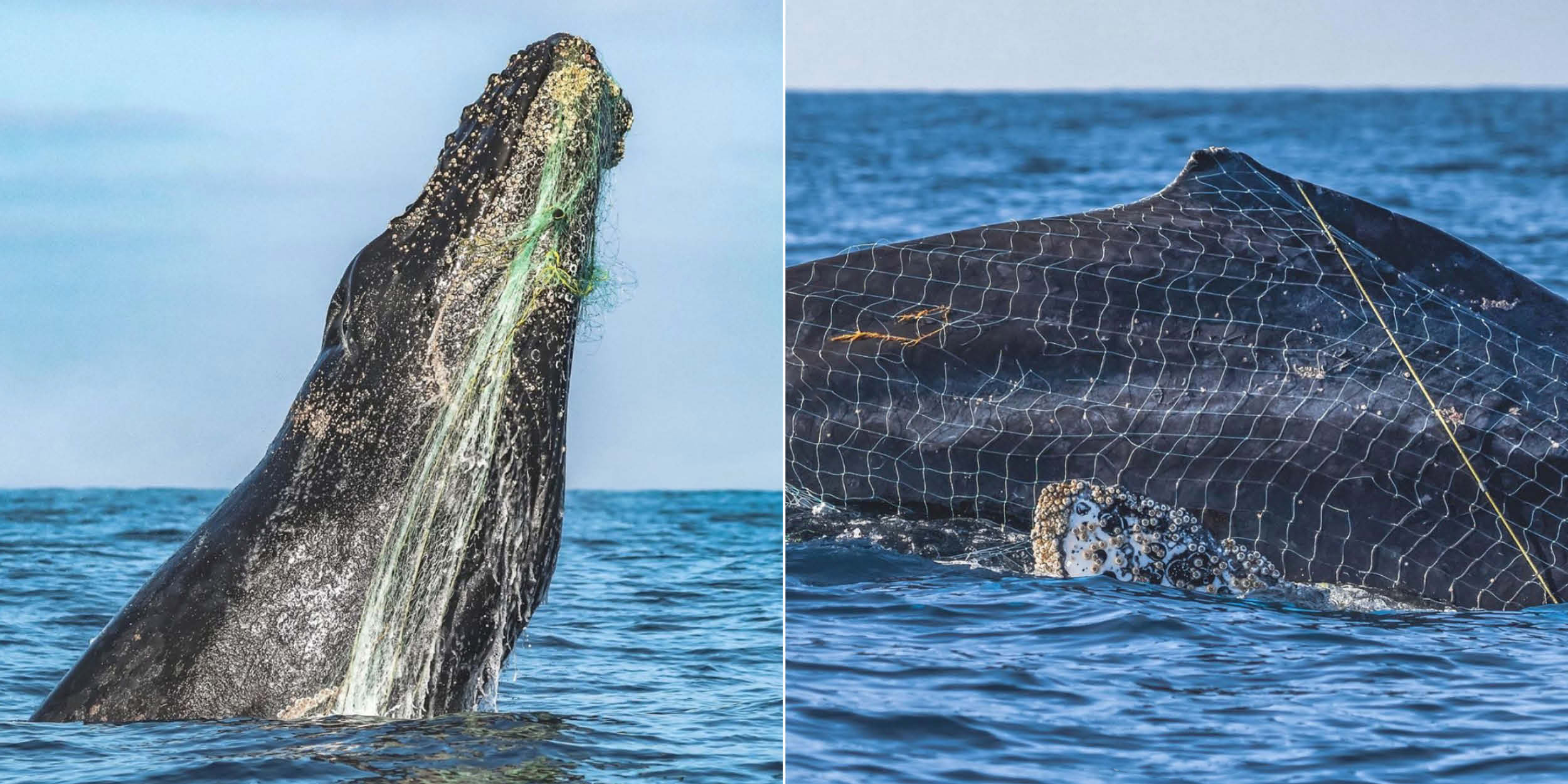 Gray Whale Severely Entangled in Gillnet Fishing Gear off