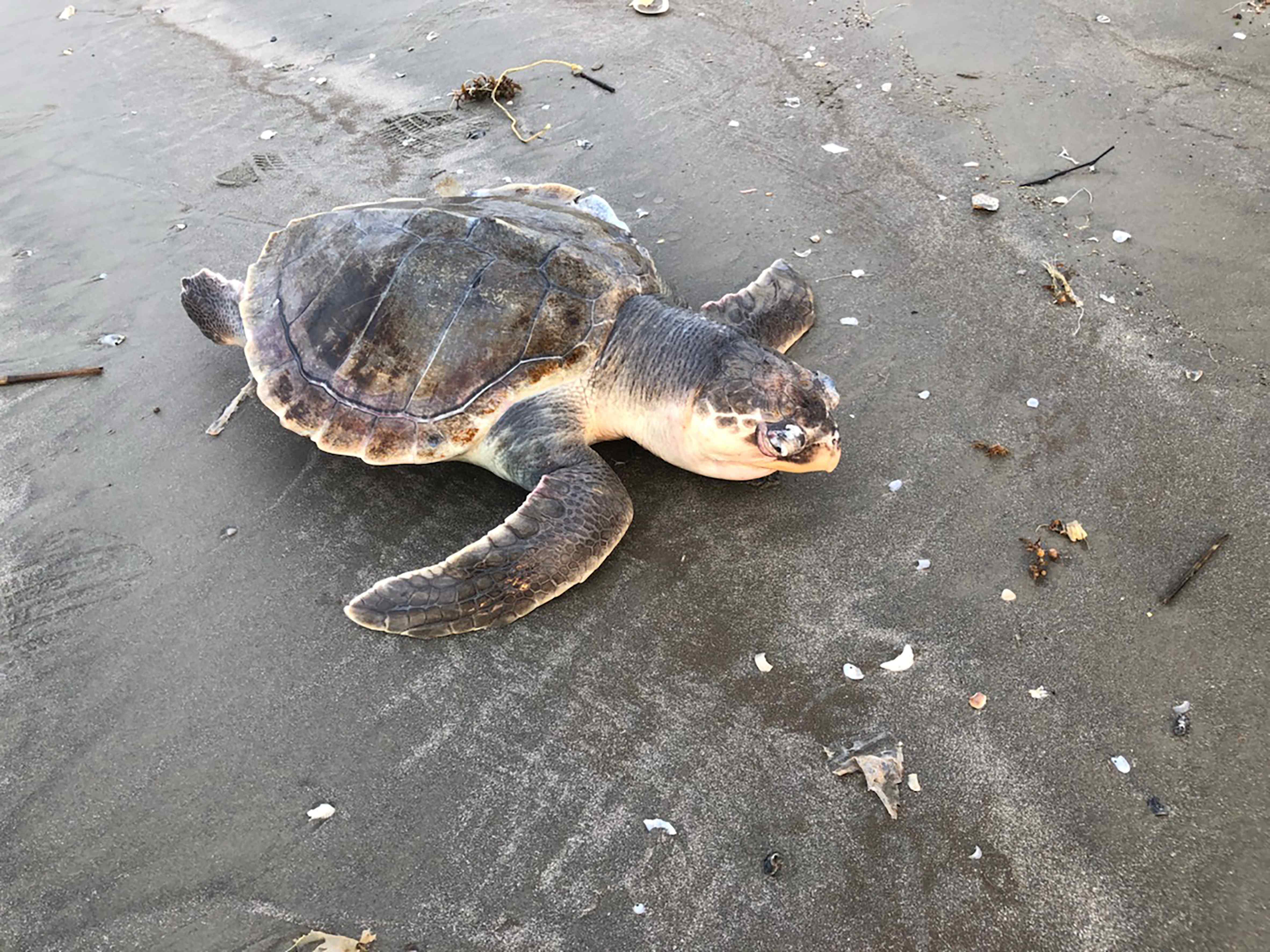 USA: Record high sea turtle strandings. | Serbian Animals Voice (SAV)