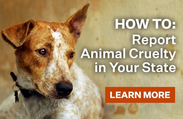 HOW TO: Report Animal Cruelty in Your State