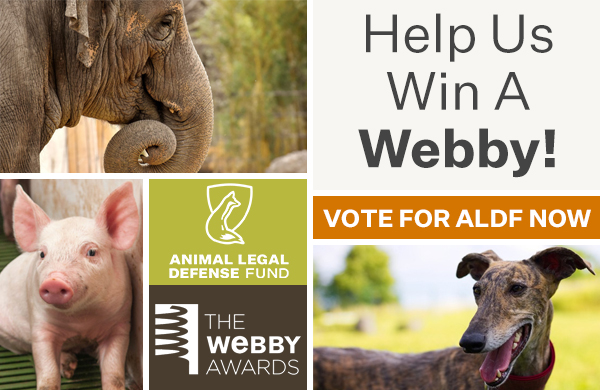 HELP US WIN A WEBBY | VOTE NOW!