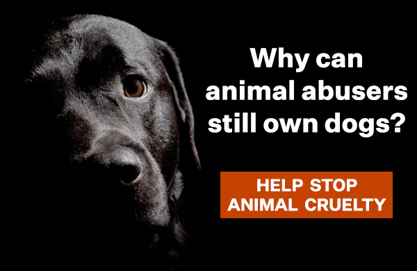 WHY CAN ANIMAL ABUSERS STILL OWN DOGS? | HELP STOP ANIMAL CRUELTY