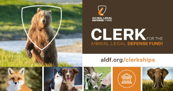 graphic promoting the clerkships, which includes photos of a fox, bear, dog and cat, cow and pig, and elephant. It has the ALDF logo and says, "Clerk for the Animal Legal Defense Fund!