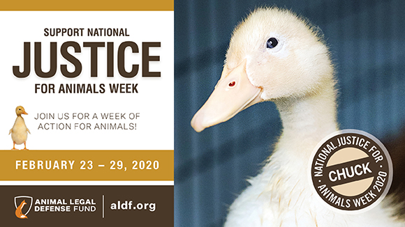 Graphic promoting National Justice for Animals Week that says, "join us for a week of action for animals!" featuring a photo of Chuck the duck and the ALDF logo.