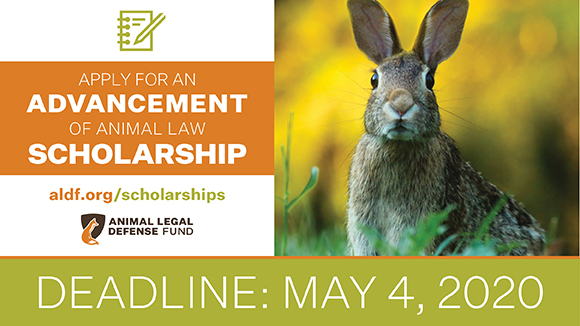 Orange, green, and white graphic promoting the scholarships with a photo of a bunny in field & the ALDF logo. Text says, "Deadline: May 4, 2020."