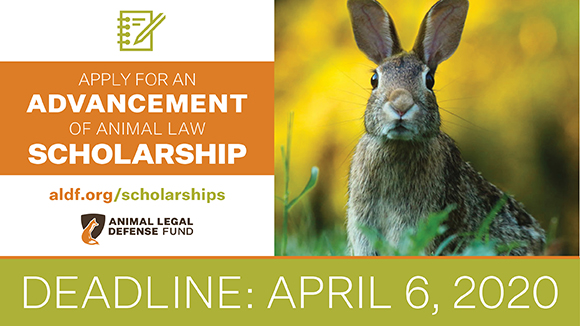 Orange, green, and white graphic promoting the scholarships with a photo of a bunny in field & the ALDF logo. Text says, "Deadline: April 6, 2020."