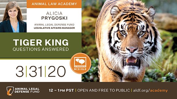 Graphic promoting the webinar with a photo of a tiger and the speaker, Alicia Prygoski, ALDF's Legislative Affairs Manager. Text says, "Tiger King: Questions Answered. 3/31/20 at 12-1 pm PST. Open and free to the public."