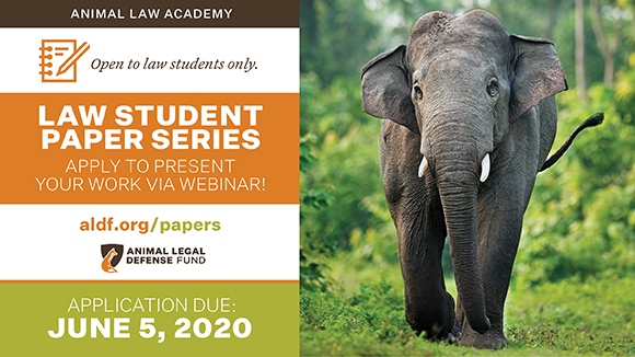 Graphic promoting the Law Student Paper Series with a photo of a wild elephant. Text says, "Apply to present your work via webinar! Open to law students only. Application due June 5, 2020."