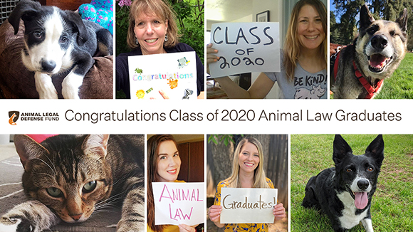 Photo collage of the ALDF Animal Law Program team and their companion animals. Each member of the team is holding up a sign, which together read, "Congratulations Class of 2020 Animal Law Graduates!"