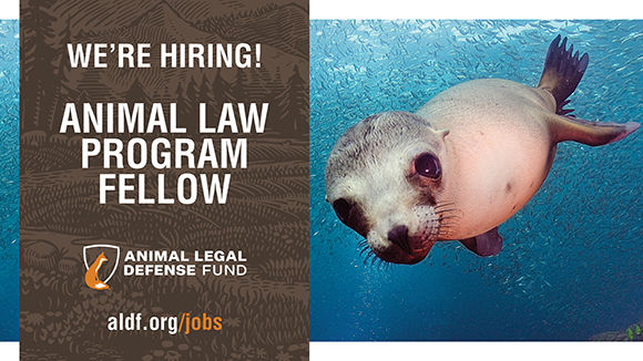 Graphic promoting the position with a photo of a seal underwater swimming towards the camera. Text says, "We're hiring! Animal Law Program Fellow" with the ALDF logo.