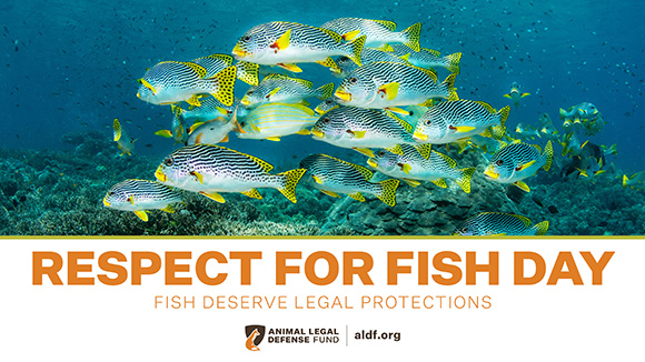 A graphic promoting Respect for Fish Day with a photo of a school of white, yellow, and black striped fishes underwater. Below them it says in orange text, "Fish deserve legal protection."