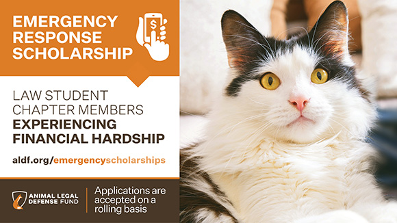  graphic promoting the scholarships with a photo of a cat on the right side and text on the left that reads "Emergency Response Scholarship. Law student chapter members experiencing financial hardship. Applications are accepted on a rolling basis."